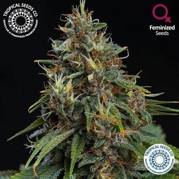 Bisho Purple Cannabis Plant