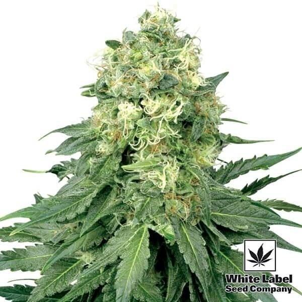 View White Widow Regular cannabis plant
