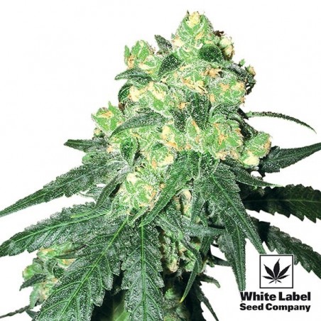 White Label Rhino Regular cannabis plant
