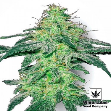 White Skunk Regular marijuana plant