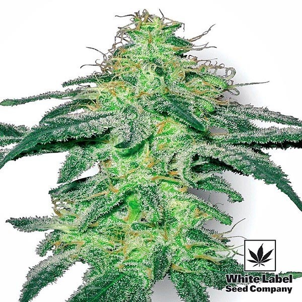 View White Skunk Regular marijuana plant
