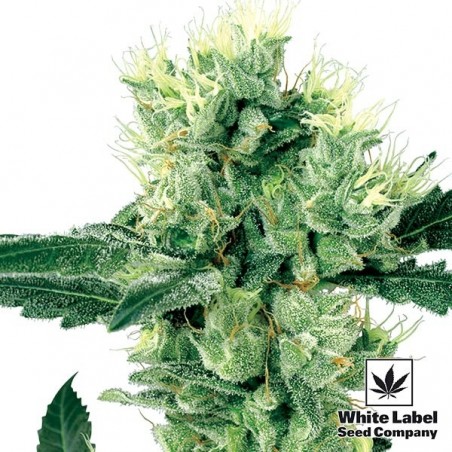 White Haze Regular marijuana plant