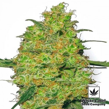 Master Kush Regular cannabis plant