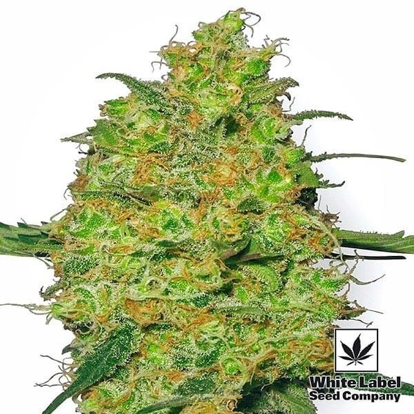 View Master Kush Regular cannabis plant