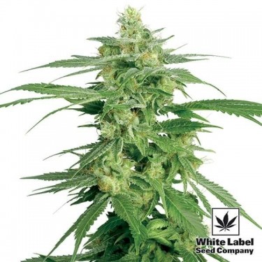 Holland's Hope Regular cannabis plant