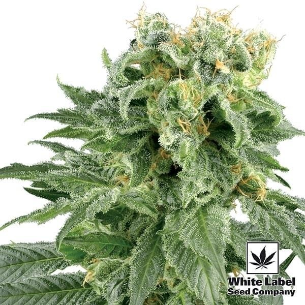 View Double Gum Regular cannabis plant