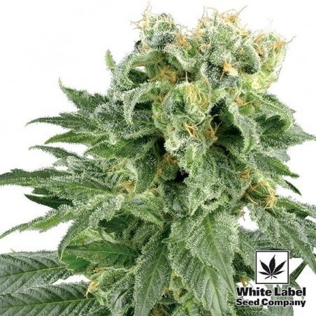 Double Gum Regular cannabis plant