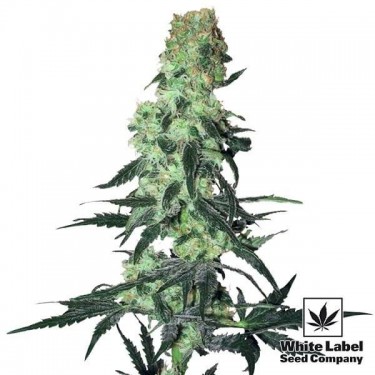 Amnesia White Regular cannabis plant