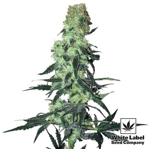 View Amnesia White Regular cannabis plant