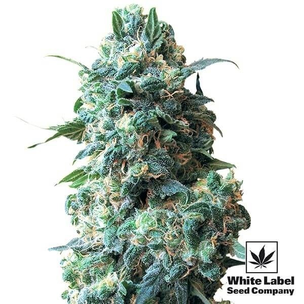 Afghan Kush Regular marijuana plant