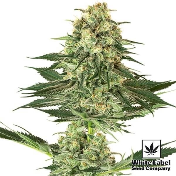 View Banana Kush Marijuana Plant