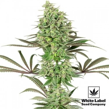 Double Banana Kush Marijuana Plant