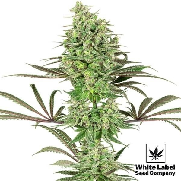 View Double Banana Kush Marijuana Plant