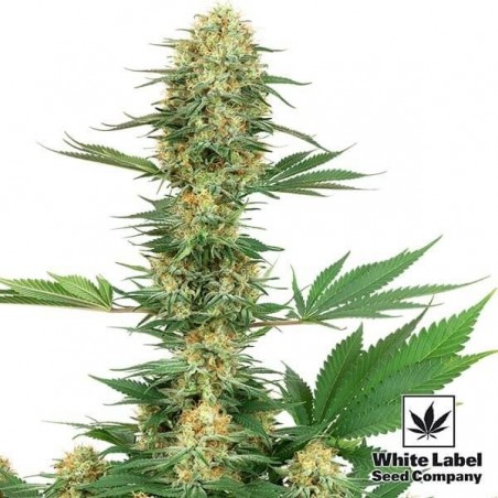 Gelato 420 Marijuana Plant