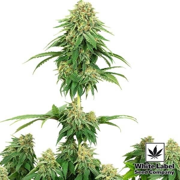View Girl Scout Cookies Marijuana Plant
