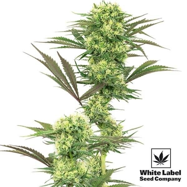 View Guava Jelly Marijuana Plant