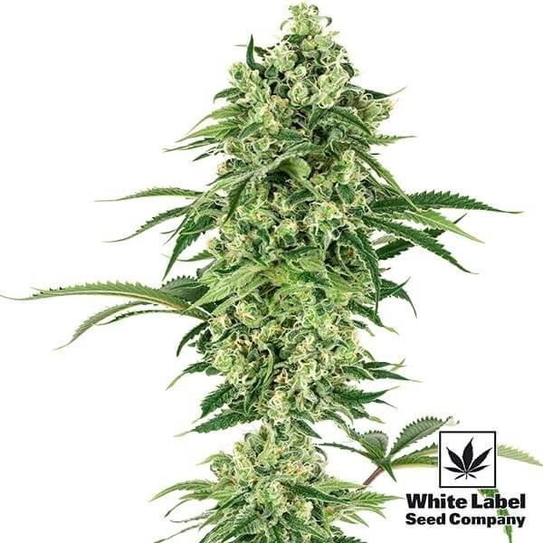 View Nicole Hindu Kush Marijuana Plant