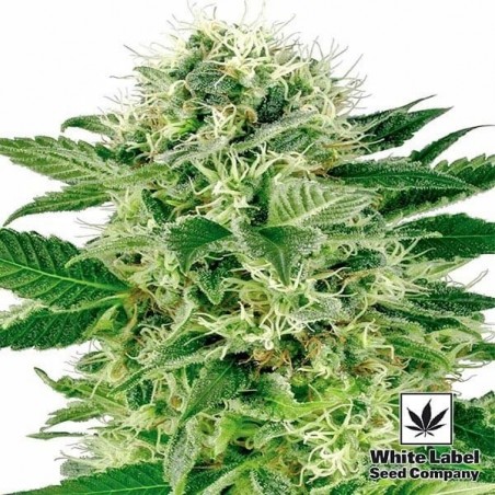 Northern Lights marijuana plant
