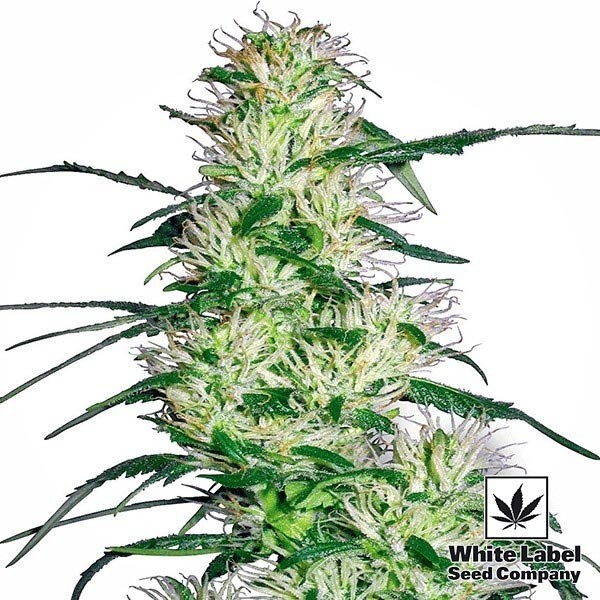 View Purple Haze cannabis strain