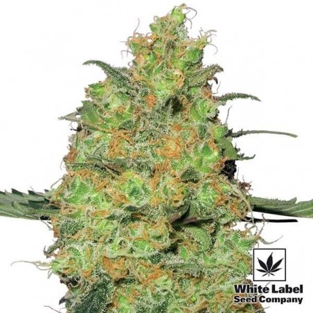 Master Kush Cannabis Plant