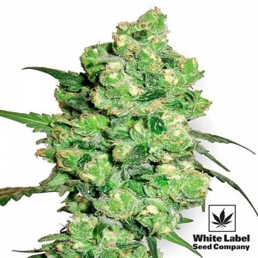 Super Skunk by White Label - Feminized - GB