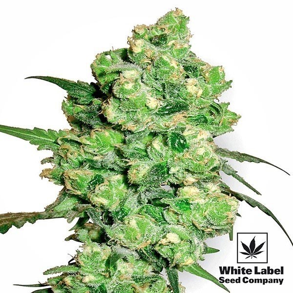Super Skunk by White Label - Feminized - GB