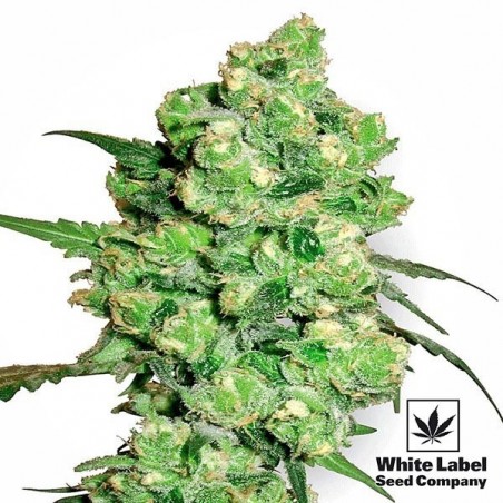 Super Skunk by White Label - Feminized - GB