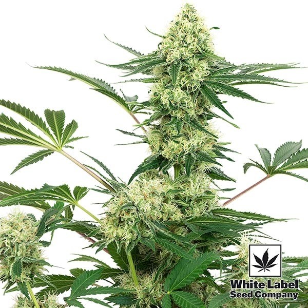 View Wedding Cheesecake Marijuana Plant