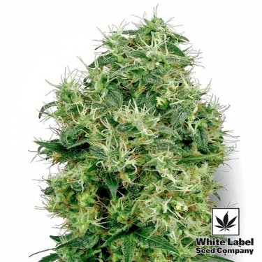 White Gold cannabis plant