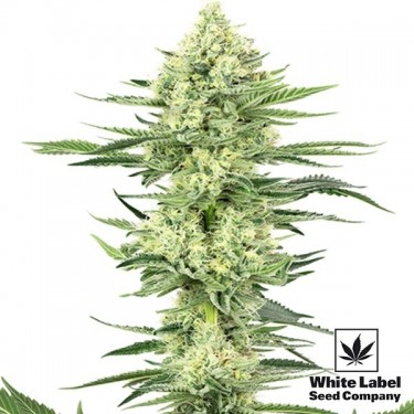 White Gorilla Haze Marijuana Plant