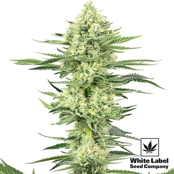 View White Gorilla Haze Marijuana Plant