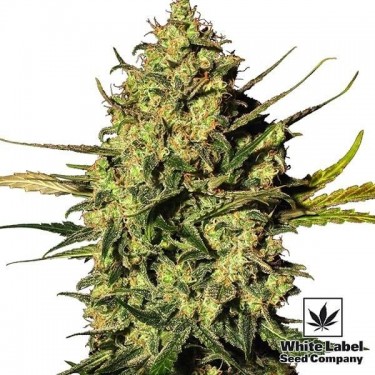 Master Kush Automatic