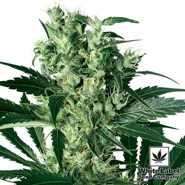 View X-Haze cannabis plant