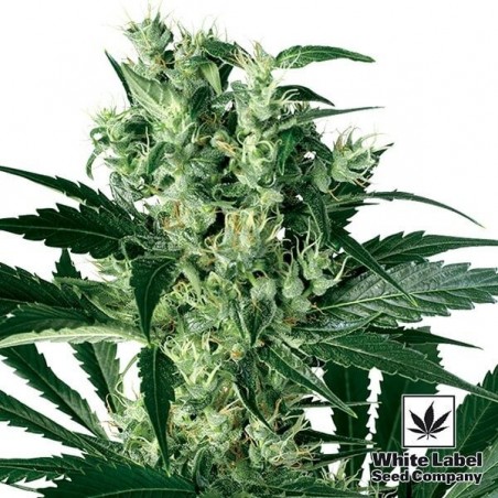 X-Haze cannabis plant