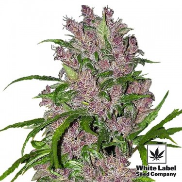 View Purple Bud Automatic Cannabis Plant