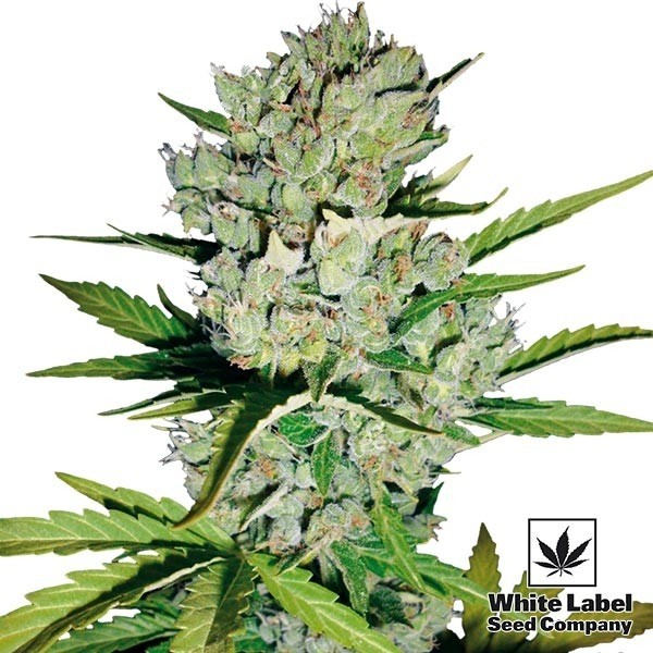 View Skunk 1 Auto cannabis plant
