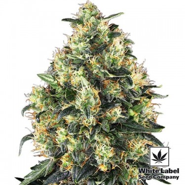 Super Skunk Auto