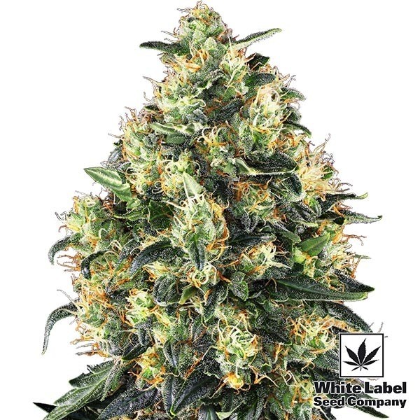 View Super Skunk Auto marijuana strain