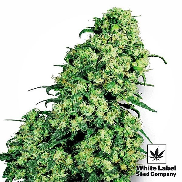 View Skunk 1 cannabis strain