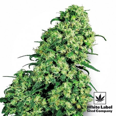 Skunk 1 cannabis strain