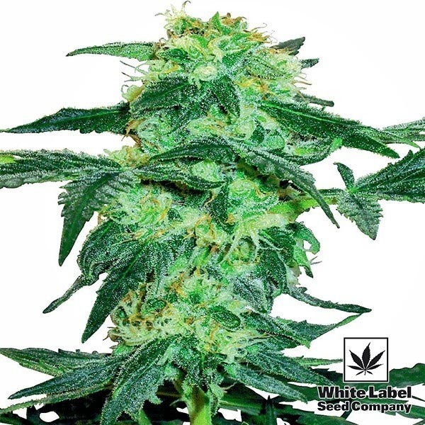 View White Ice cannabis plant