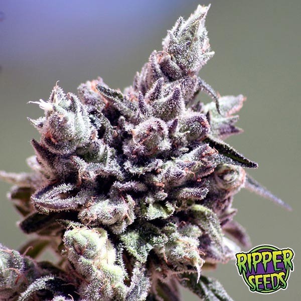 View Washing Machine cannabis plant