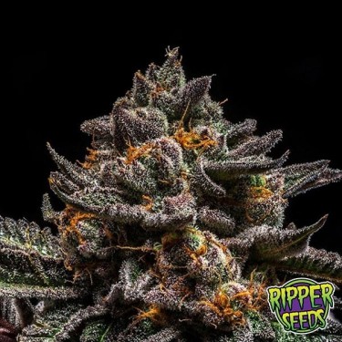 Brain Cake Marijuana Plant