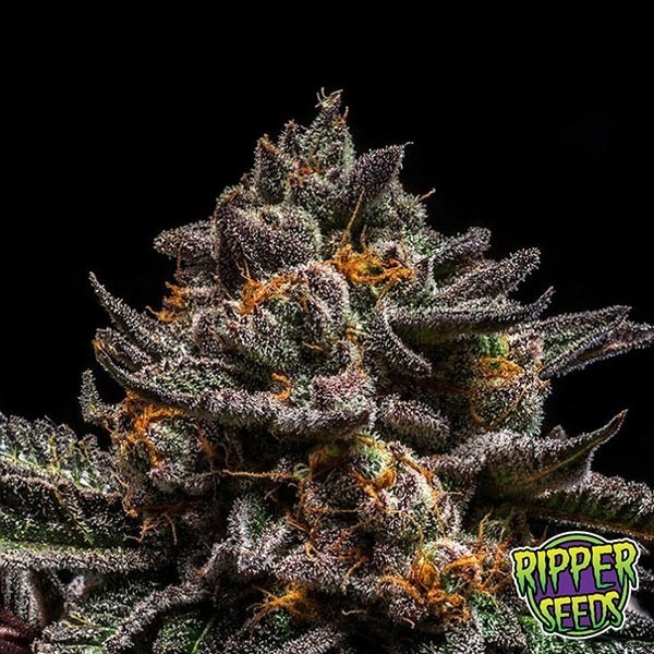Brain Cake Marijuana Plant
