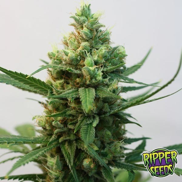 View Toxic marijuana plant