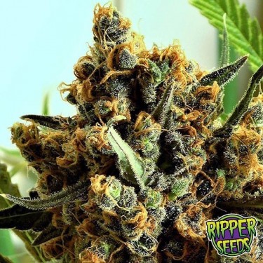 Criminal marijuana plant