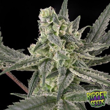 Old School marijuana plant