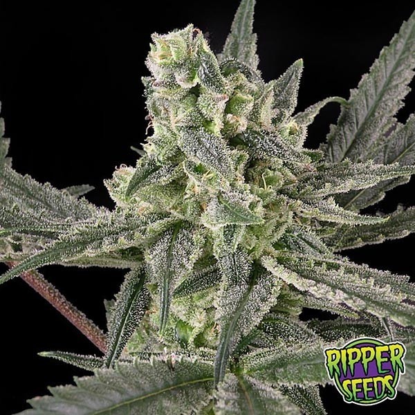 Old School marijuana plant