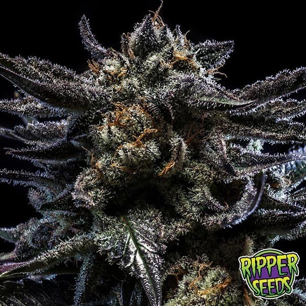 View Zombie Kush cannabis plant