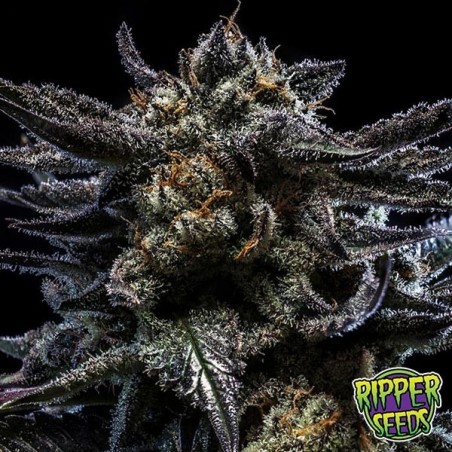 Zombie Kush cannabis plant